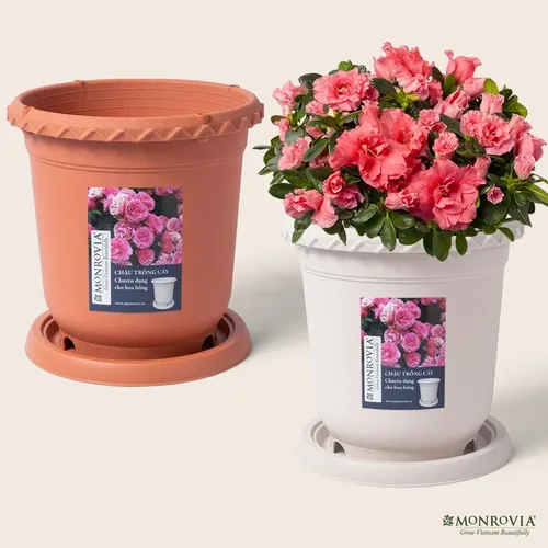 🌺 Chậu Nhựa Tròn: Lựa Chọn Hoàn Hảo Cho Khu Vườn Xinh Của Bạn.