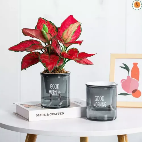 🌿 Chậu Trồng Cây Thuỷ sinh Đẹp Mê Ly | Trang Trí Bàn Làm Việc.