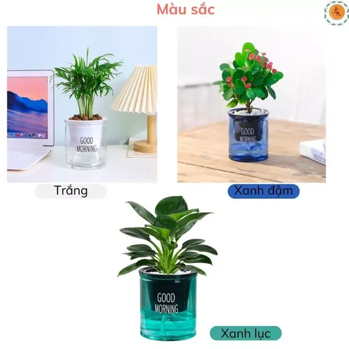 🌿 Chậu Trồng Cây Thuỷ sinh Đẹp Mê Ly | Trang Trí Bàn Làm Việc.