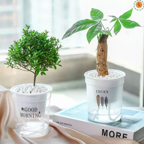 🌿 Chậu Trồng Cây Thuỷ sinh Đẹp Mê Ly | Trang Trí Bàn Làm Việc.