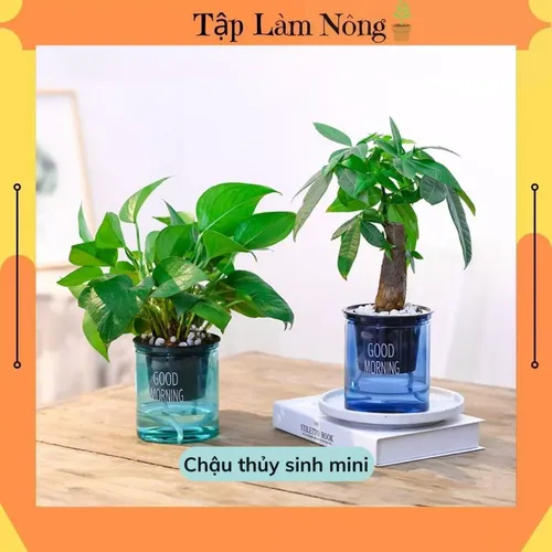 🌿 Chậu Trồng Cây Thuỷ sinh Đẹp Mê Ly | Trang Trí Bàn Làm Việc.