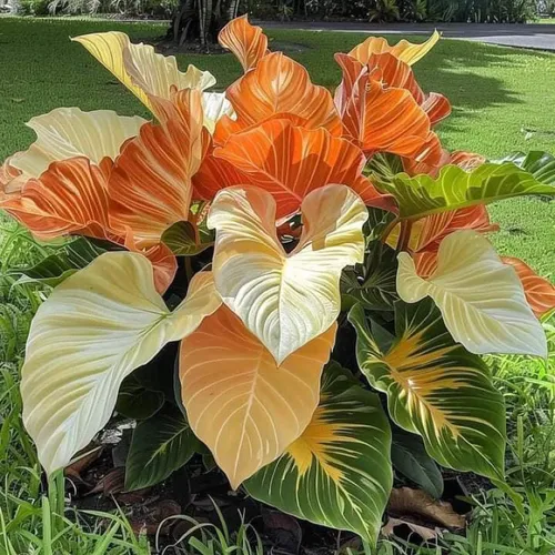 ☀️Chậu Cây Cảnh Ngoài Trời Đẹp - Môn Kiểng Lạ Mắt - Giá Siêu Hời!