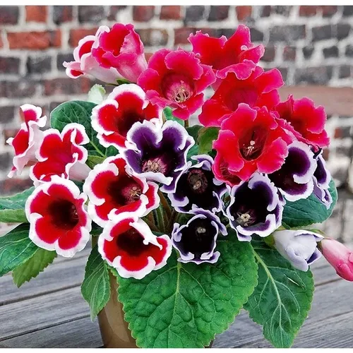 🌼 HOA TỬ LA LAN - GIỐNG F1, NẢY MẦM SIÊU TỐT!