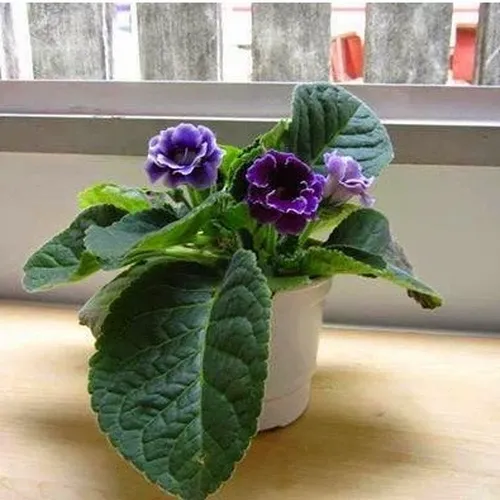 🌼 HOA TỬ LA LAN - GIỐNG F1, NẢY MẦM SIÊU TỐT!