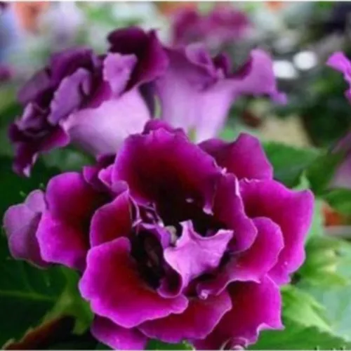 🌼 HOA TỬ LA LAN - GIỐNG F1, NẢY MẦM SIÊU TỐT!