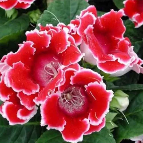 🌼 HOA TỬ LA LAN - GIỐNG F1, NẢY MẦM SIÊU TỐT!