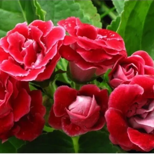 🌼 HOA TỬ LA LAN - GIỐNG F1, NẢY MẦM SIÊU TỐT!