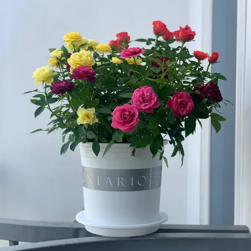 Chậu Nhựa Tròn VIETPOT Màu Trắng Sang Trọng – Lý tưởng cho Trang Trí Nhà Cửa & Sân Vườn .