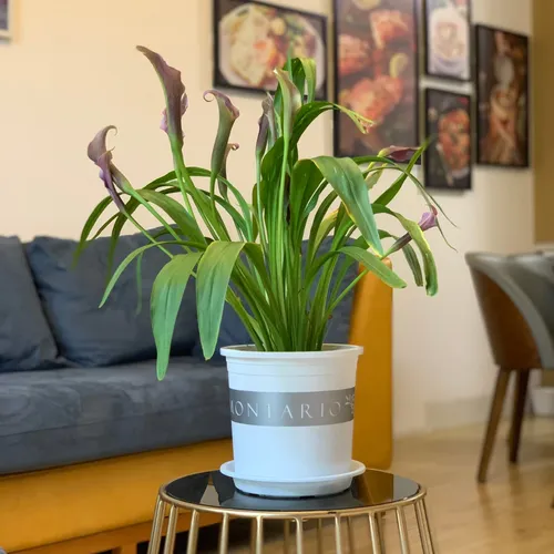 Chậu Nhựa Tròn VIETPOT Màu Trắng Sang Trọng – Lý tưởng cho Trang Trí Nhà Cửa & Sân Vườn .