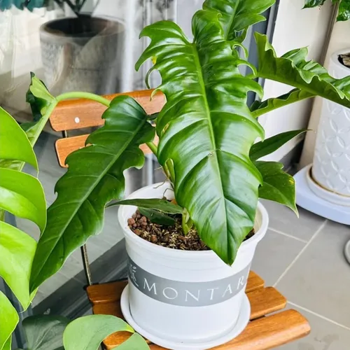 Chậu Nhựa Tròn VIETPOT Màu Trắng Sang Trọng – Lý tưởng cho Trang Trí Nhà Cửa & Sân Vườn .