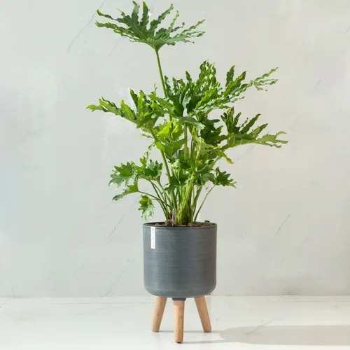 🌵 Chậu Trồng Cây Nhựa Thông Minh: Tự Dưỡng Ẩm, Thoát Nước Tốt.