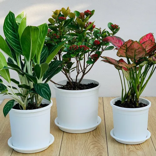 Chậu Nhựa Trắng VIETPOT – Điểm nhấn Sang trọng cho Không gian của Bạn.