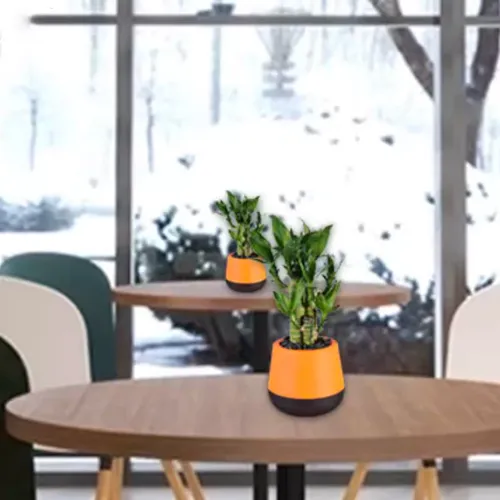 Chậu Cây Để Bàn Dễ Chăm Sóc – Tiết Kiệm Thời Gian.