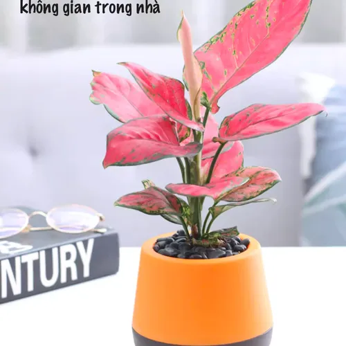 Chậu Cây Để Bàn Dễ Chăm Sóc – Tiết Kiệm Thời Gian.