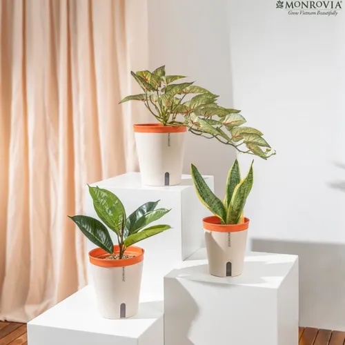 🌷 Combo Chậu Nhựa Trồng Cây Cảnh Thông Minh: Tự Tưới, Thoát Nước Tốt.