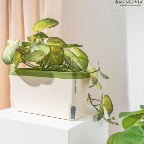 🌷 Combo Chậu Nhựa Trồng Cây Cảnh Thông Minh: Tự Tưới, Thoát Nước Tốt.