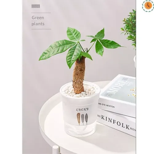 🌿 Chậu Trồng Cây Thuỷ sinh Đẹp Mê Ly | Trang Trí Bàn Làm Việc.