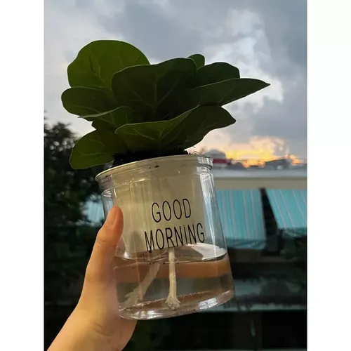 🌿 Chậu Trồng Cây Thuỷ sinh Đẹp Mê Ly | Trang Trí Bàn Làm Việc.