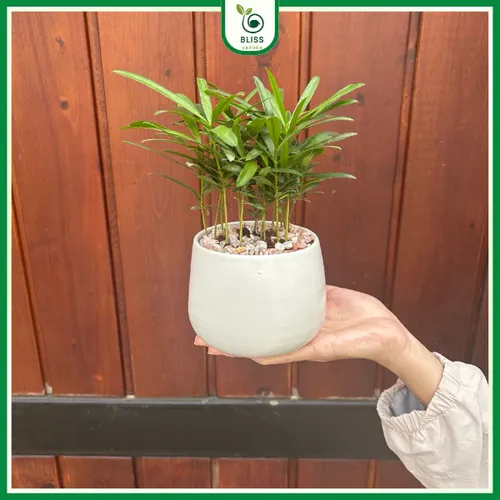 🌲 Cây Tùng Vạn Niên: Vẻ Đẹp Thanh Cao, Cây Cảnh Phong Thủy Được Ưa Chuộng.