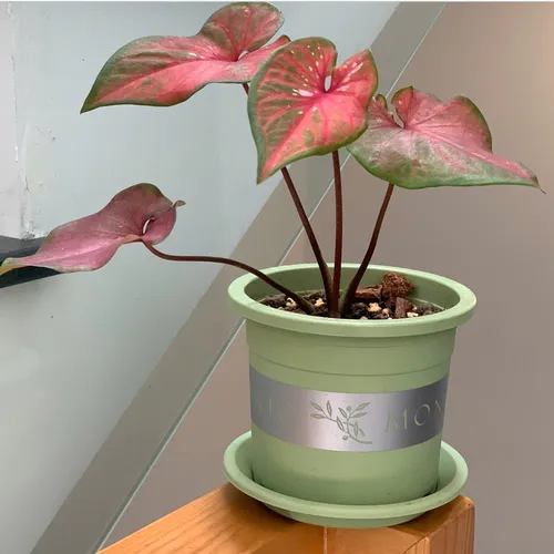 Chậu nhựa trồng cây cảnh VIETPOT xanh Mint MONTARIO – Đẹp hiện đại.