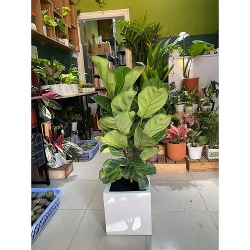 💚 Cây Bàng Singapore: Thanh Lọc Không Khí, Thêm Vẻ Đẹp Hiện Đại.