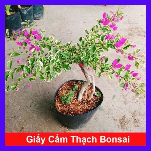 🎨 Hoa Giấy Cẩm Thạch: Bừng Sáng Không Gian Với Những Gam Màu Nghệ Thuật.