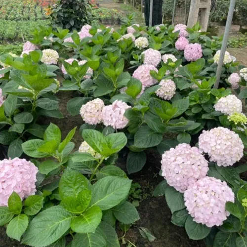 🌸 Cây Cẩm Tú Cầu: Dễ Trồng, Hoa Nở Quanh Năm, Biểu Tượng Tình Yêu.