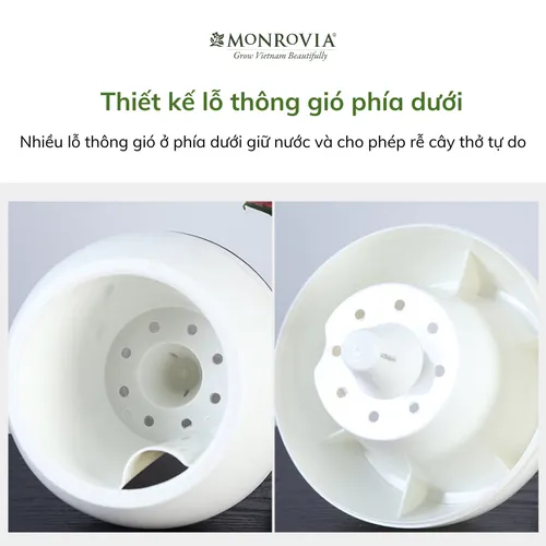 🌸 Chậu Nhựa Trồng Cây Xinh Xắn: Tô Điểm Không Gian Sống Thêm Sinh Động.