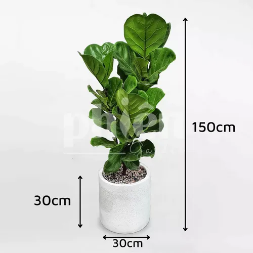 💚 Cây Bàng Singapore: Thanh Lọc Không Khí, Thêm Vẻ Đẹp Hiện Đại.