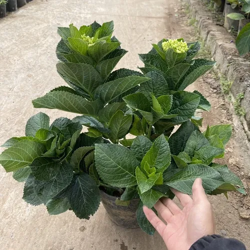 🌸 Cây Cẩm Tú Cầu: Dễ Trồng, Hoa Nở Quanh Năm, Biểu Tượng Tình Yêu.