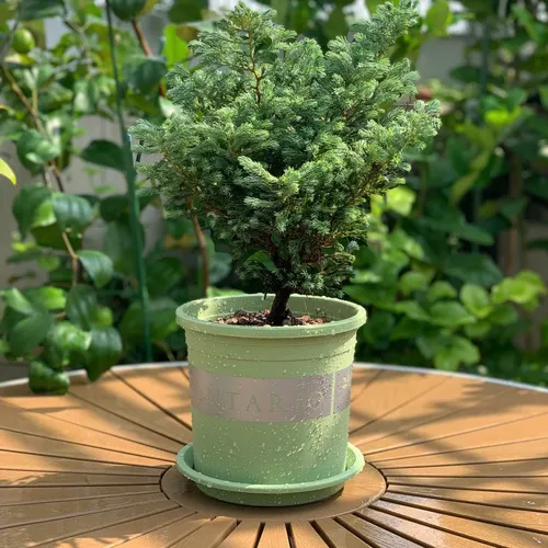 Chậu nhựa trồng cây cảnh VIETPOT xanh Mint MONTARIO – Đẹp hiện đại.