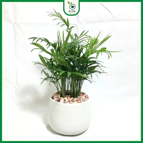 🌱 Cây Cau Tiểu Trâm Phong Thủy: Mang Bình An, Tài Lộc Đến Cho Bạn.