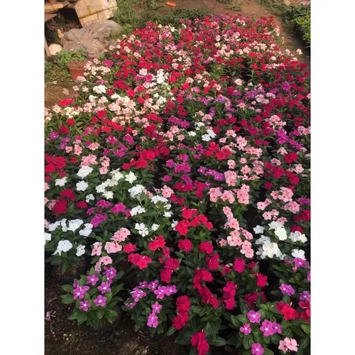 🌸 CÂY DỪA CẠN RỦ VÀ ĐỨNG - BÍ QUYẾT BIẾN BAN CÔNG THÀNH THÁC HOA RỰC RỠ!