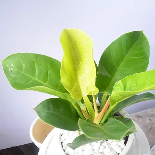 🌿 Cây Trầu Bà Vàng: Cây Cảnh Tự Nhiên Mang Đến Sự Thịnh Vượng.