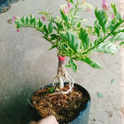 🎨 Hoa Giấy Cẩm Thạch: Bừng Sáng Không Gian Với Những Gam Màu Nghệ Thuật.