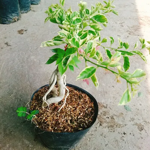 🎨 Hoa Giấy Cẩm Thạch: Bừng Sáng Không Gian Với Những Gam Màu Nghệ Thuật.