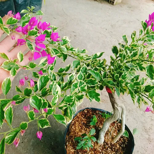 🎨 Hoa Giấy Cẩm Thạch: Bừng Sáng Không Gian Với Những Gam Màu Nghệ Thuật.