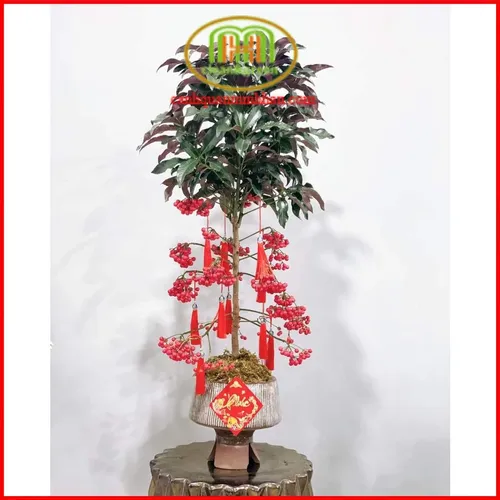 ✨ Cây Kim Ngân Lượng: Rước Tài Lộc, Vượng Khí Cho Gia Đình & Văn Phòng.