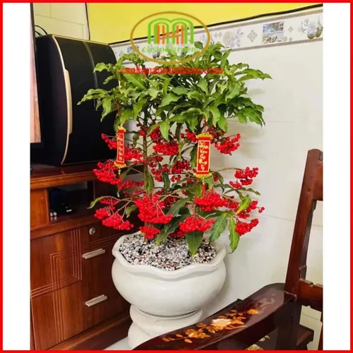 ✨ Cây Kim Ngân Lượng: Rước Tài Lộc, Vượng Khí Cho Gia Đình & Văn Phòng.