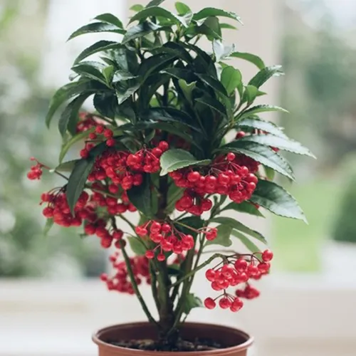 ✨ Cây Kim Ngân Lượng: Rước Tài Lộc, Vượng Khí Cho Gia Đình & Văn Phòng.