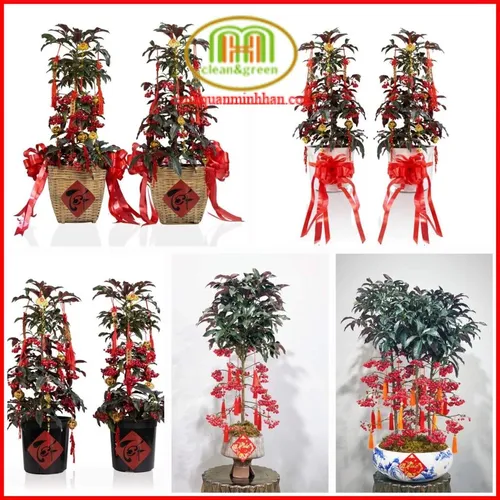 ✨ Cây Kim Ngân Lượng: Rước Tài Lộc, Vượng Khí Cho Gia Đình & Văn Phòng.