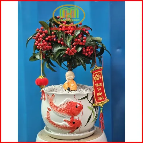 ✨ Cây Kim Ngân Lượng: Rước Tài Lộc, Vượng Khí Cho Gia Đình & Văn Phòng.