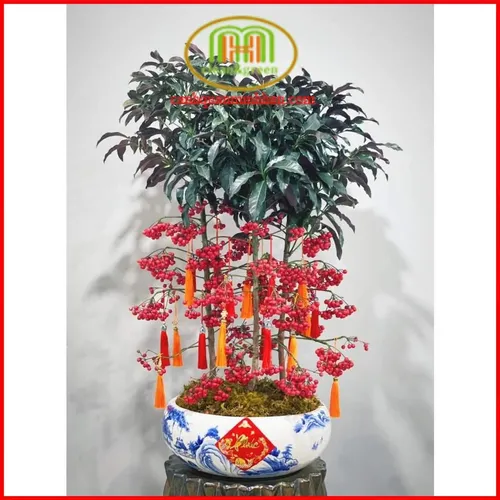 ✨ Cây Kim Ngân Lượng: Rước Tài Lộc, Vượng Khí Cho Gia Đình & Văn Phòng.