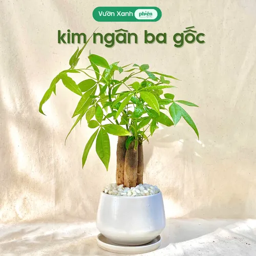 ✨ Cây Kim Ngân - Món Quà Tặng Đặc Biệt Mang Đến May Mắn Và Tài Lộc.
