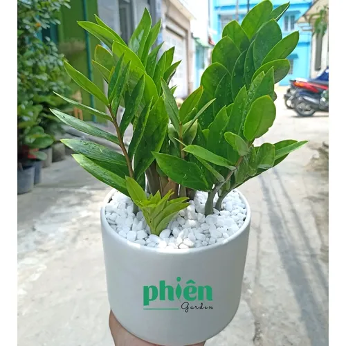 ✨ Cây Kim Phát Tài – Tăng Cường May Mắn Và Phát Tài, Thịnh Vượng.