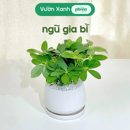 🔥 [Hot] Cây Ngũ Gia Bì: Lọc Không Khí Tốt, Dáng Đẹp, Dễ Chăm Sóc.