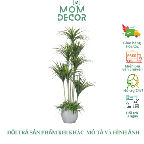 ✨ Cây Phát Tài Núi Giả Phong Thủy: Vẫn Đẹp, Vẫn May Mắn!