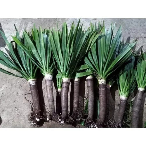 ✨ Cây Phát Tài Núi Phong Thủy: Tăng Vượng Khí, Tài Vận Cực Tốt.