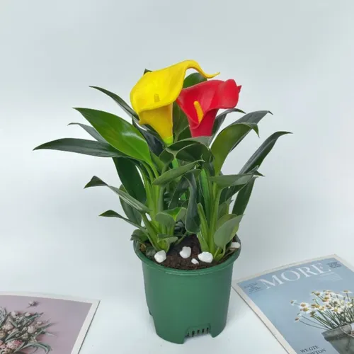 🌟 Cây Trầu Bà Đế Vương – Cây Cảnh Phong Thủy Mang Đến May Mắn và Tài Lộc.