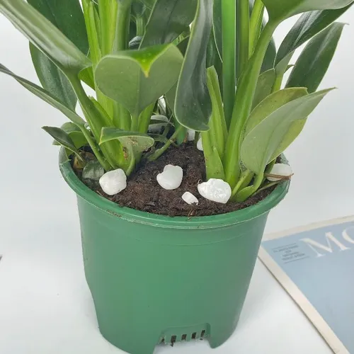 🌟 Cây Trầu Bà Đế Vương – Cây Cảnh Phong Thủy Mang Đến May Mắn và Tài Lộc.